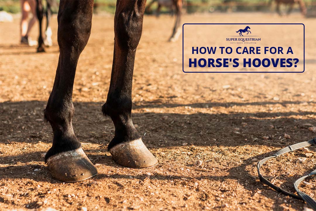 How to Care for a Horse Hooves?